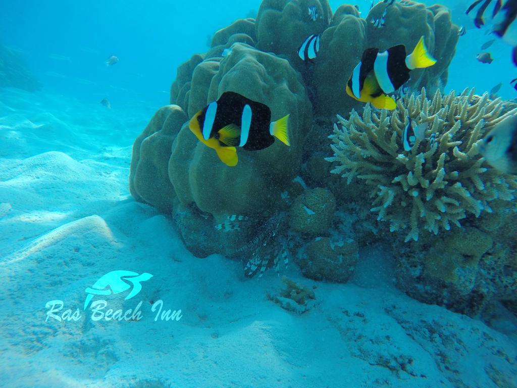 Ras Beach Inn Rasdhoo Exterior foto